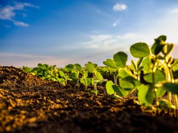 Green soybean plant closeup on a farm during the growing season, showing the root system and soil structure | Image Credit: © oticki - stock.adobe.com