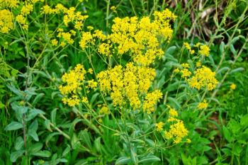 Yellow blossoms of dyer´s woad, a plant for dyeing blue/blooming woad/blue staining plant | Image Credit: © wiha3 - stock.adobe.com