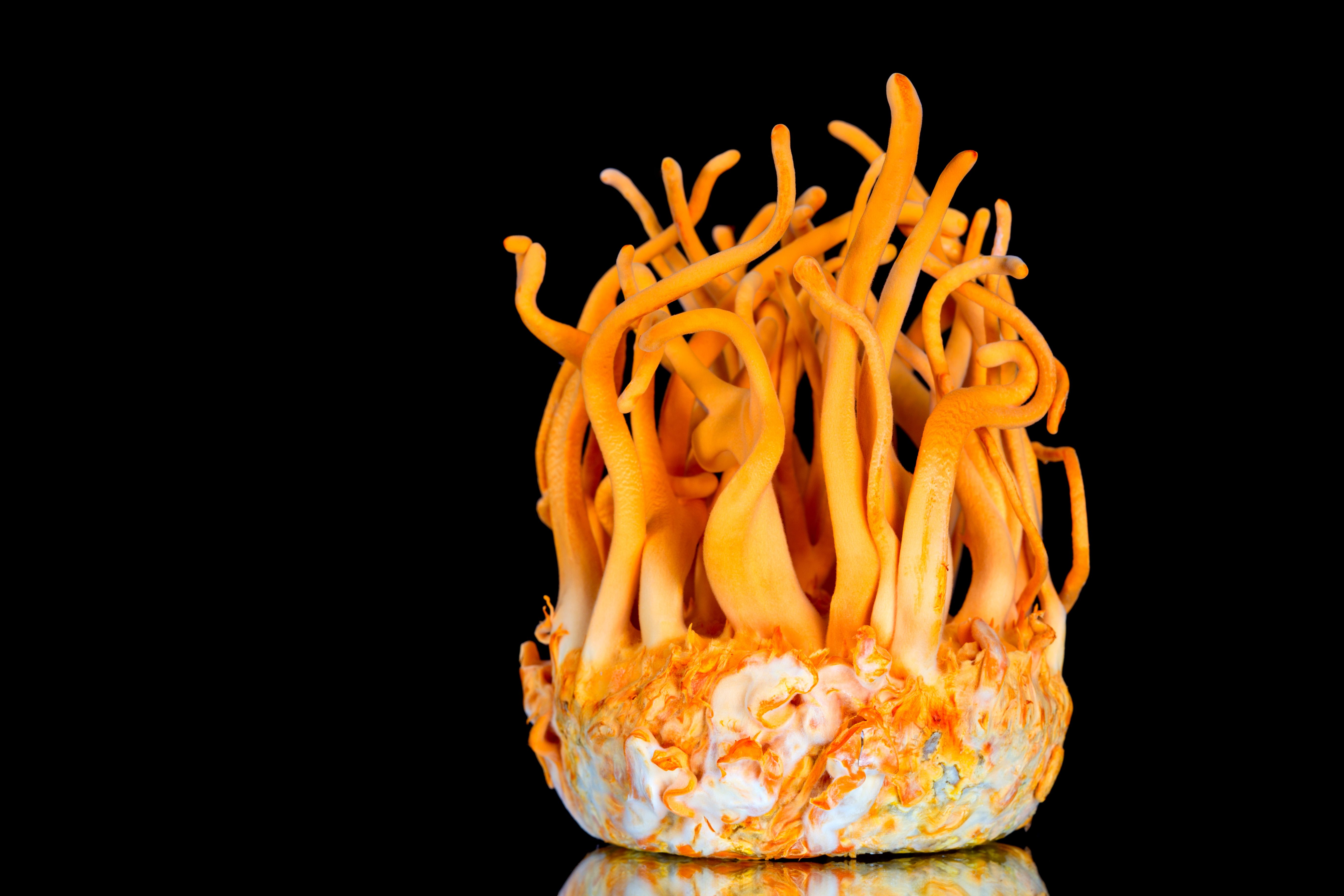 Fresh Cordyceps militaris in Glass bottles | Image Credit: © gee1999 - stock.adobe.com