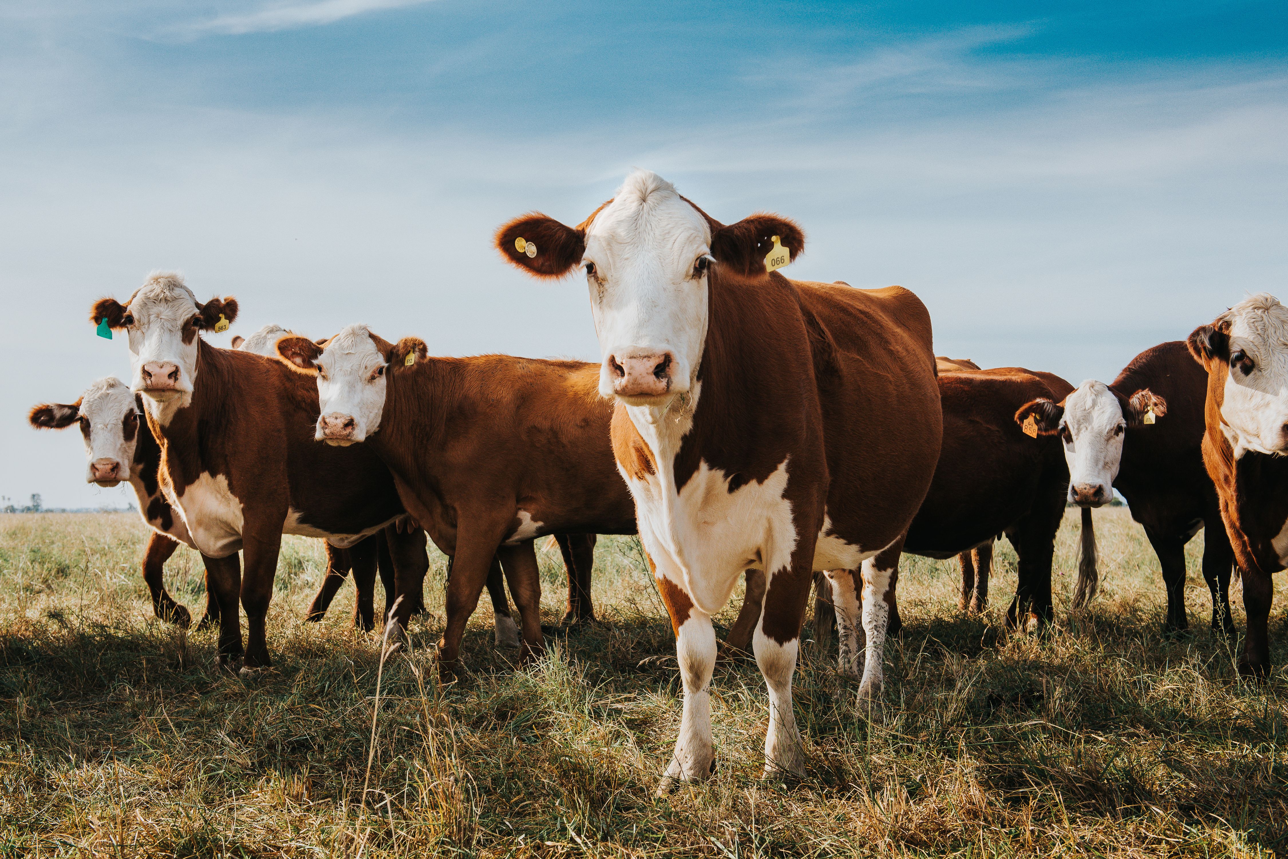 Cows in the field | Image Credit: © Luis - stock.adobe.com