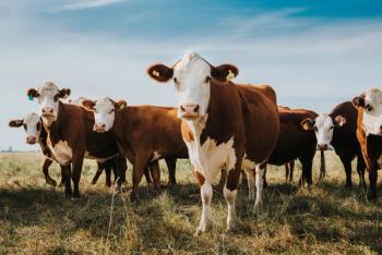 Cows in the field | Image Credit: © Luis - stock.adobe.com
