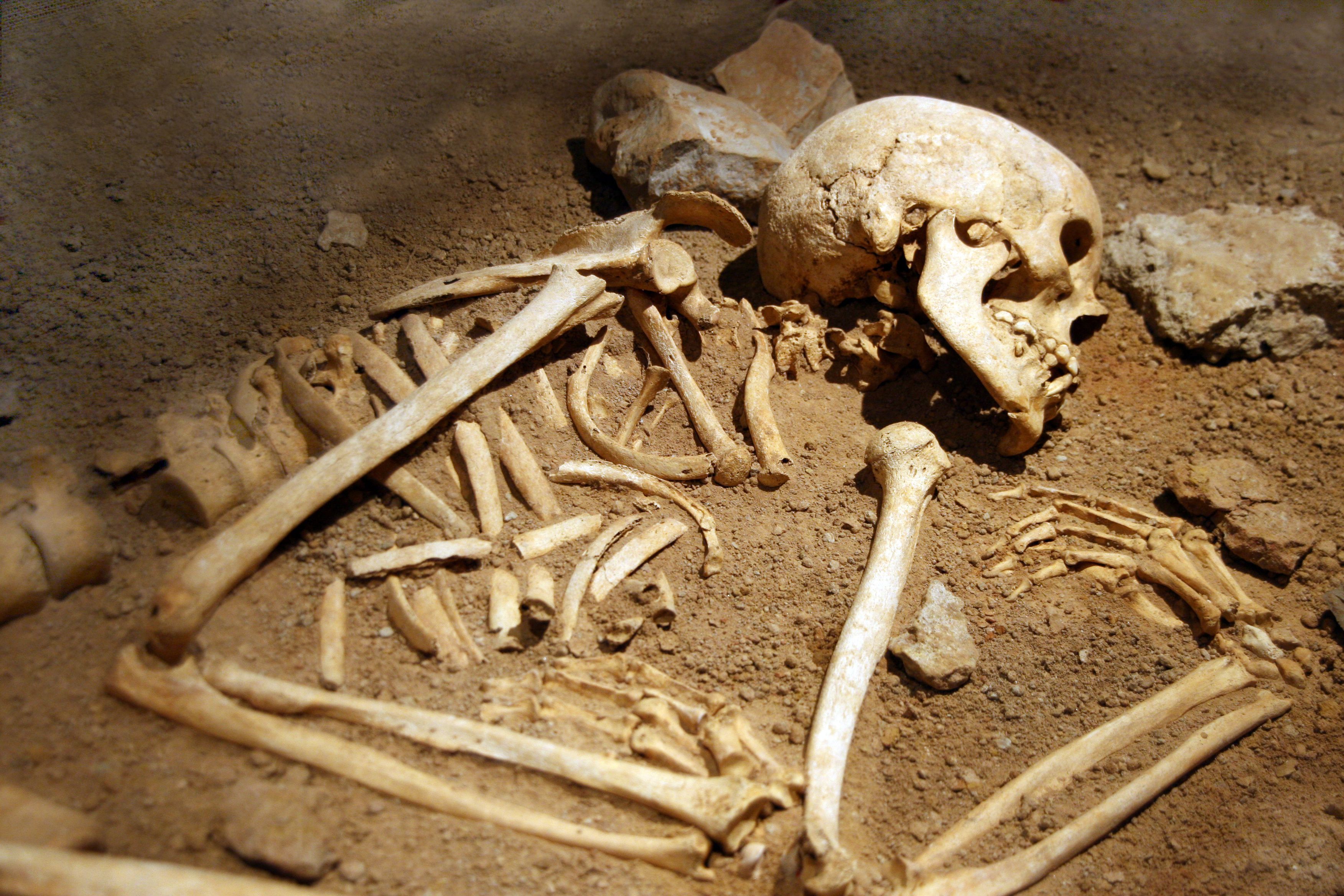 Human bones | Image Credit: © tuulimaa - stock.adobe.com