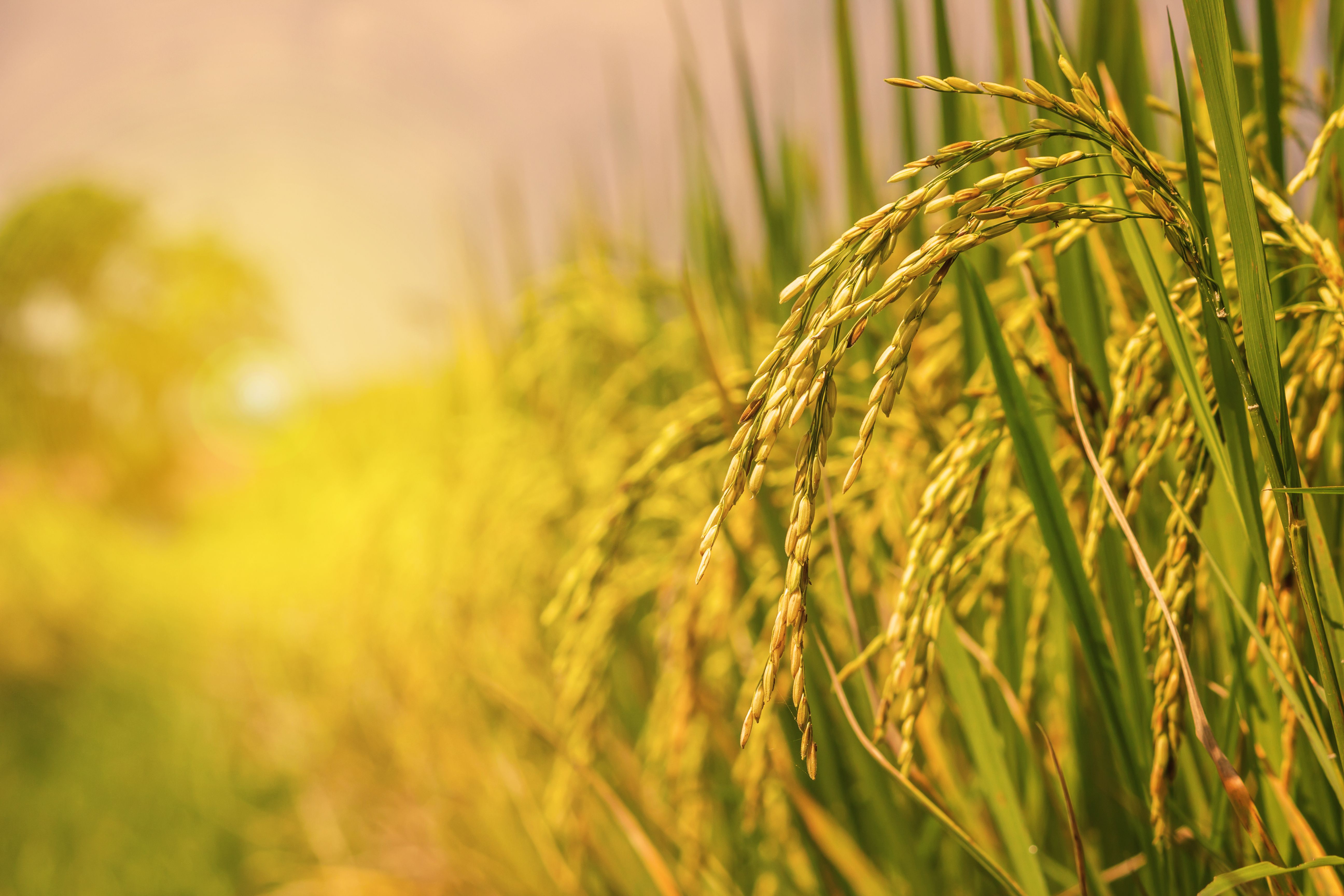 Raman Rice Raman Rice Raman Rice Roman Rice Enhanced Raman and Mid-Infrared Spectroscopic Discrimination of ...
