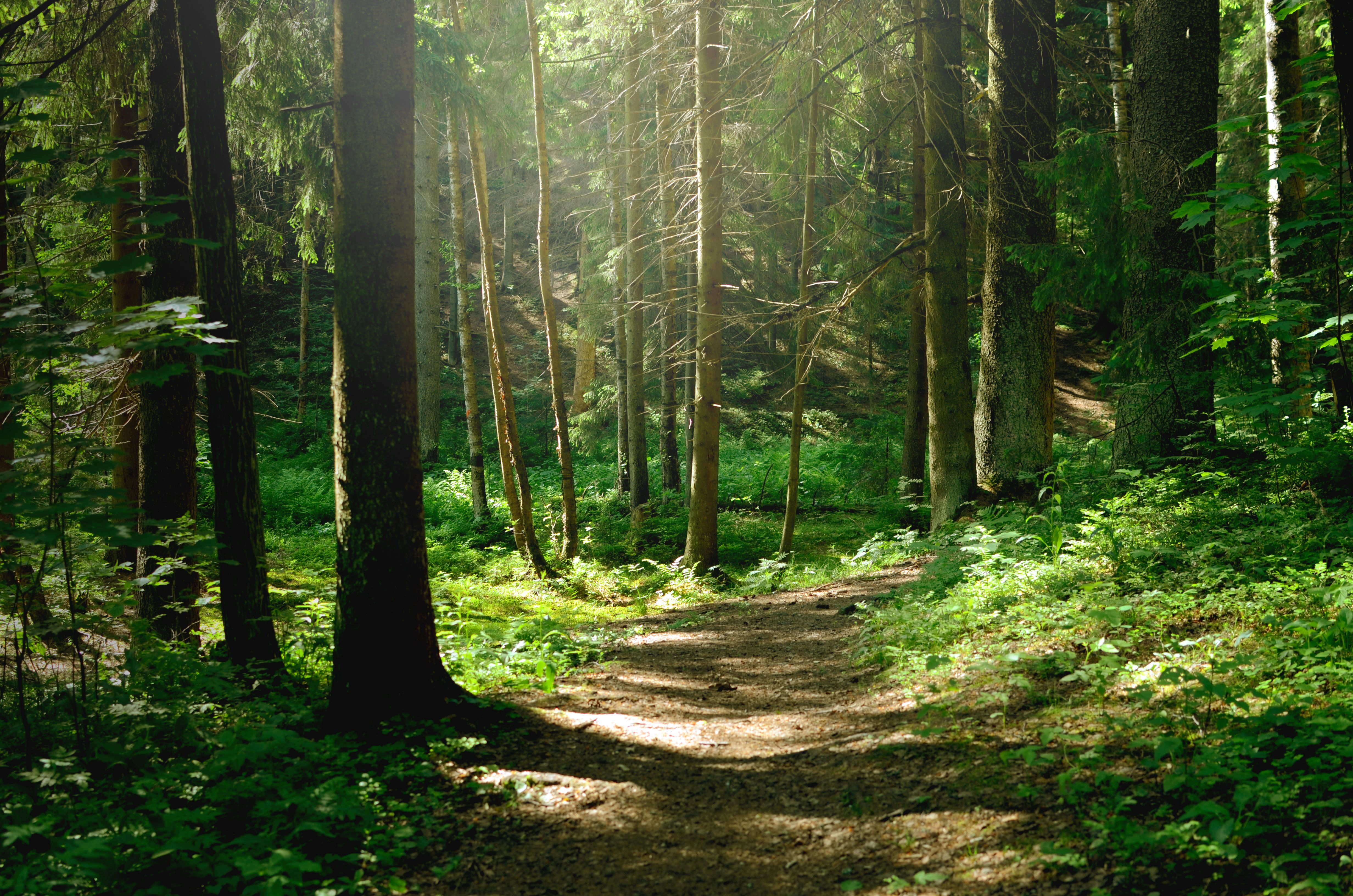 Summer sunny forest | Image Credit: © aksol - stock.adobe.com