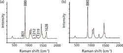 Rapid Quantitative Analysis of Puerarin Using Raman Spectroscopy
