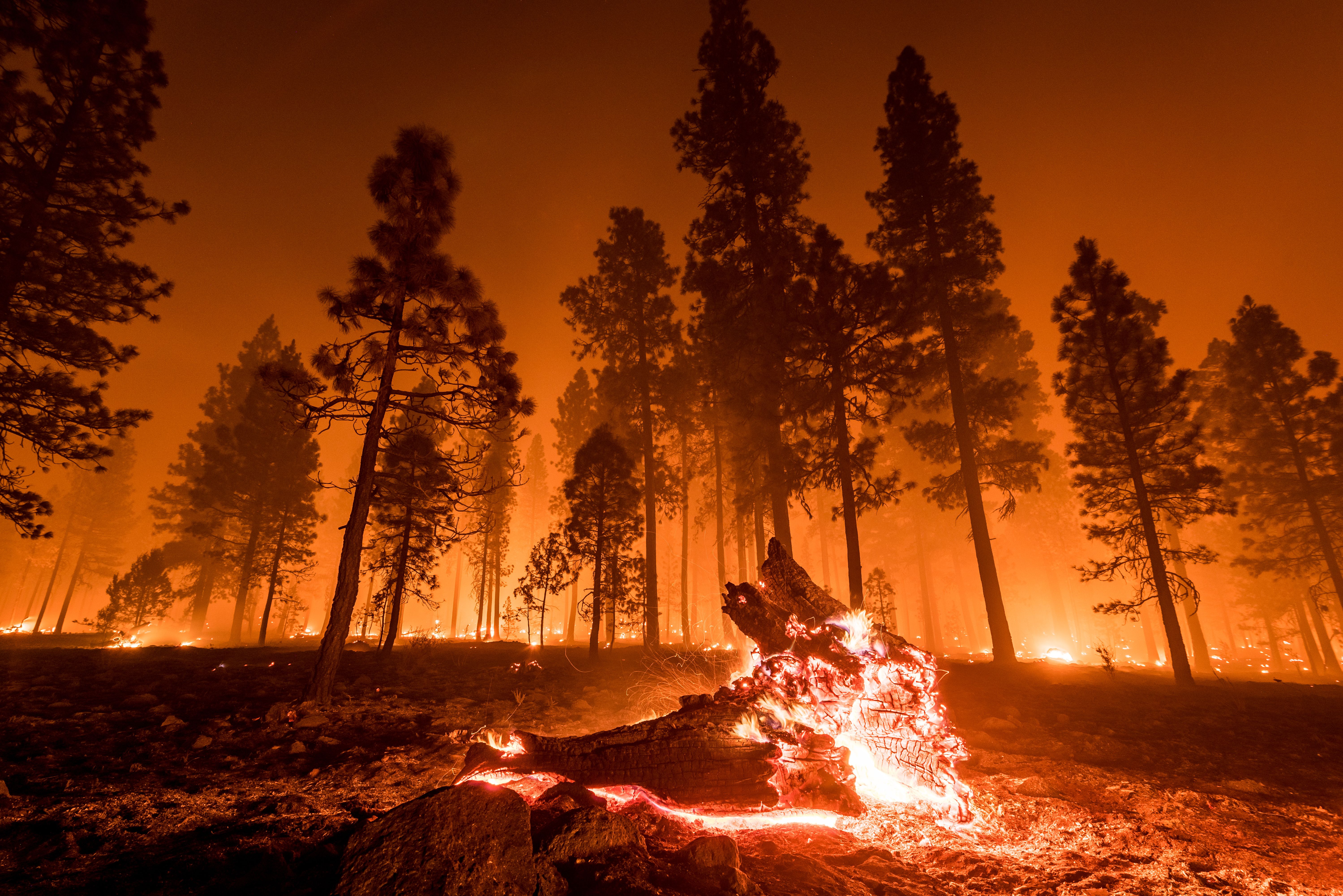 Fallen log burns in California wildfire | Image Credit: © MyPhotoBuddy - stock.adobe.com