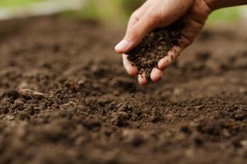 Expert hand of farmer checking soil health before growth a seed of vegetable or plant seedling. Gardening technical, agriculture concept. Image Credit: © piyaset - stock.adobe.com