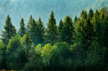 Pine Forest During Rainstorm Lush Trees | Image Credit: © Lane Erickson - stock.adobe.com