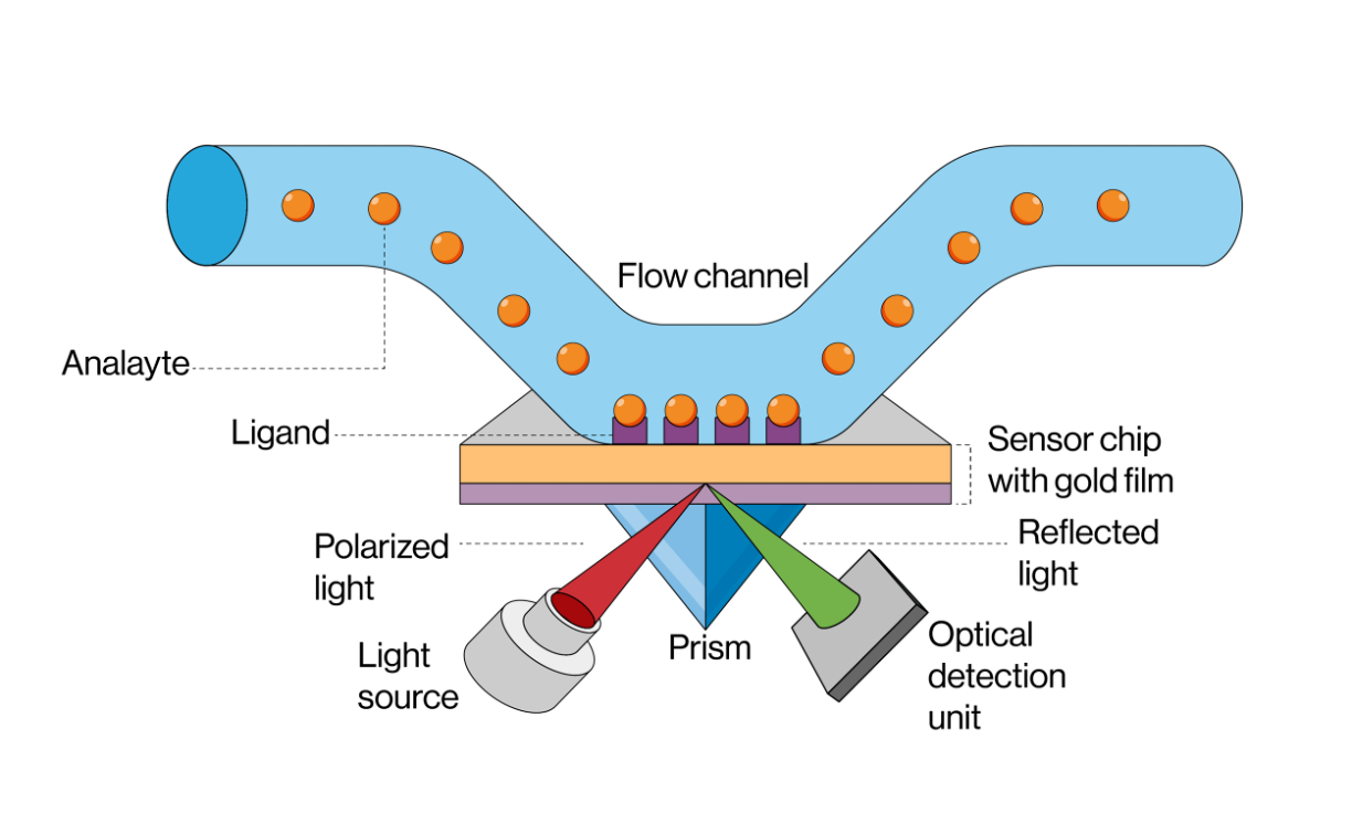 Surface plasmon resonance principle and instrumentation illustration © Likhitha -chronicles-stock.adobe.com