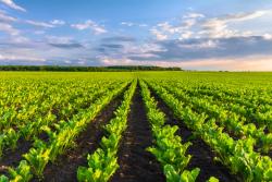 Study on Estimating Total Nitrogen Content in Sugar Beet Leaves Under Drip Irrigation Based on Vis-NIR Hyperspectral Data and Chlorophyll Content