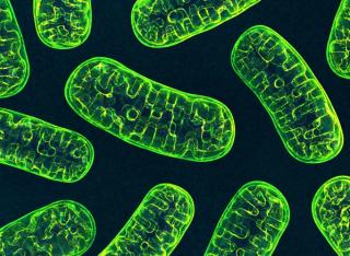 Mitochondria. 3D image. | Image Credit: © Wire_man - stock.adobe.com
