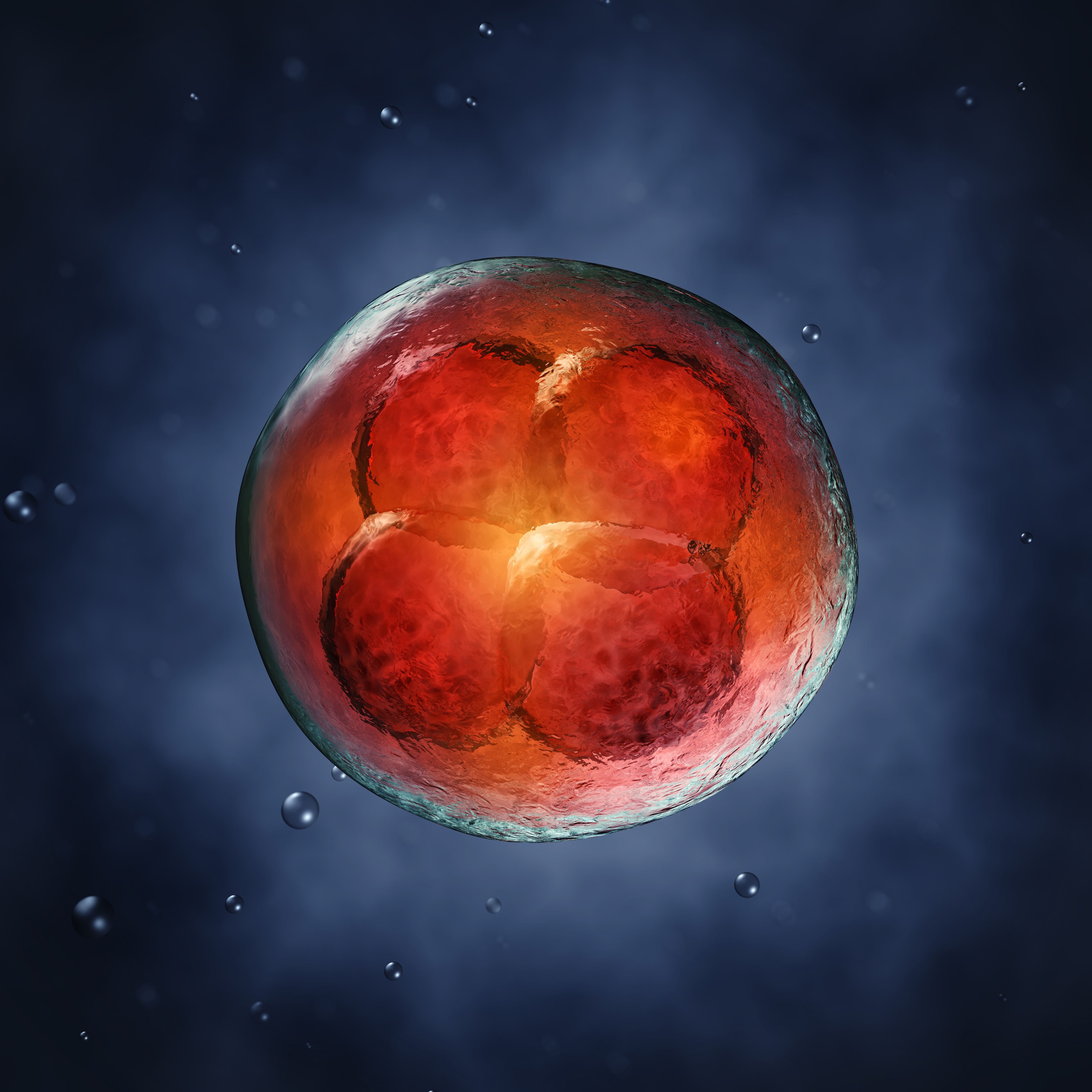 Monitoring Early Embryonic Development Using Raman Spectroscopy