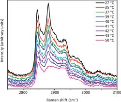 Raman Spectroscopy of Supported Lipid Bilayer Nanoparticles