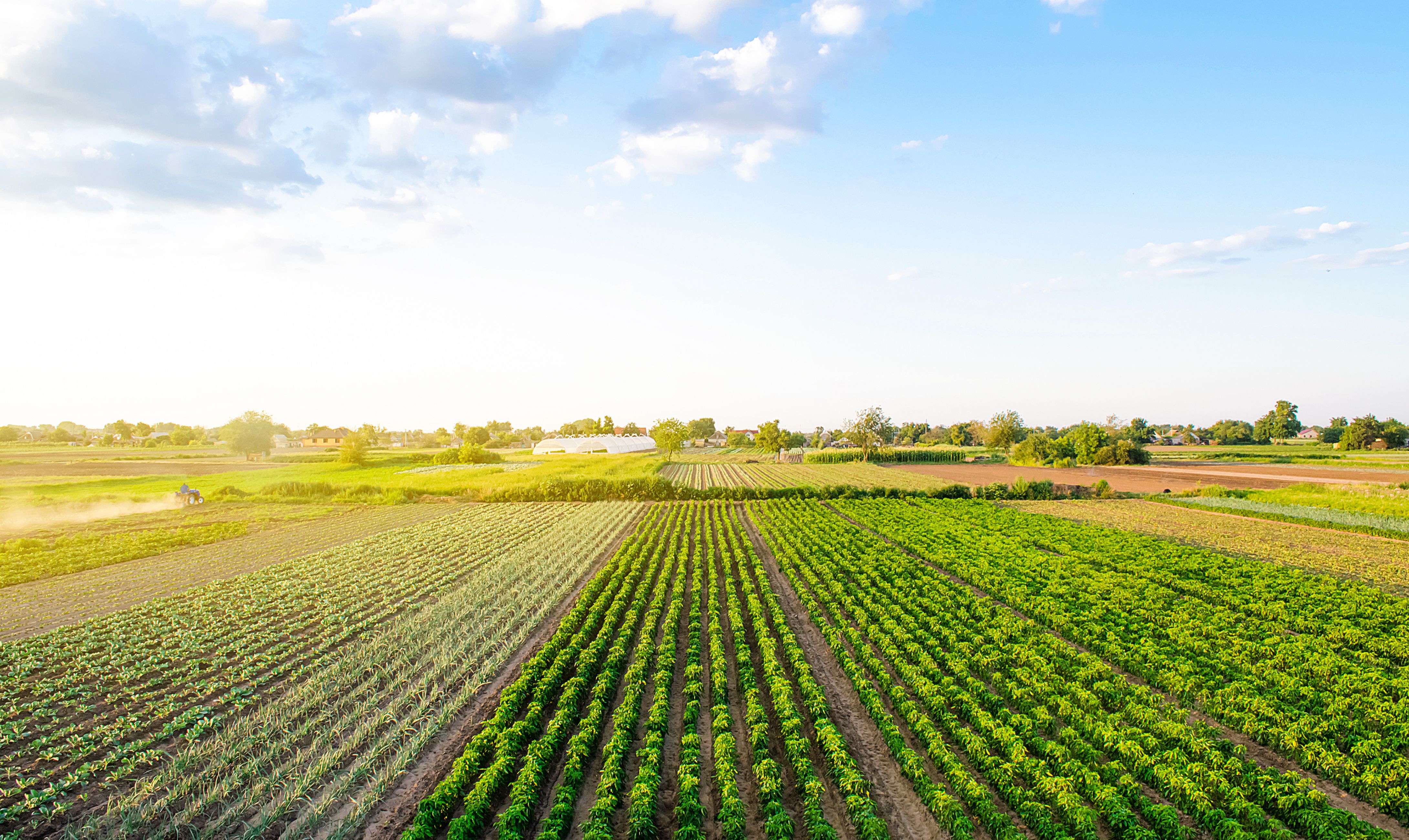 Beautiful landscape of farm fields. Cultivation of crops, production of food and raw materials. Top view of the countryside. Agriculture land and farming. Pepper plantation, leek, cabbage | Image Credit: © Andrii Yalanskyi - stock.adobe.com.