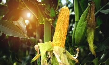 The corn or maize is bright green in the corn field. Waiting for harvest. | Image Credit: © Ton Photographer4289 - stock.adobe.com