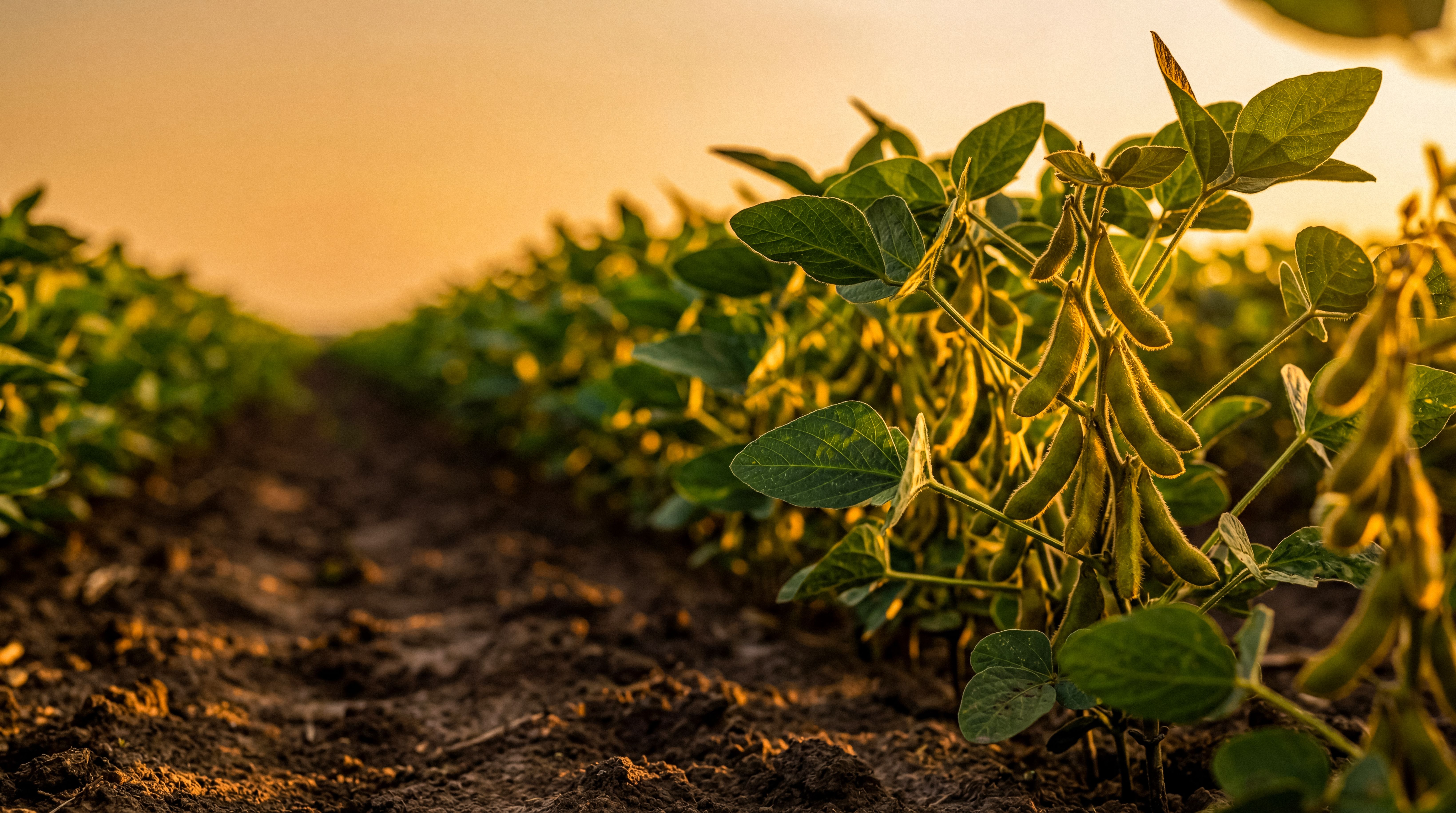 Rows of thriving green soybean plants in a fertile agricultural field at sunrise, illuminated by warm golden light. | Image Credit: © Rowdie - stock.adobe.com