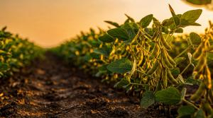 Rows of thriving green soybean plants in a fertile agricultural field at sunrise, illuminated by warm golden light. | Image Credit: © Rowdie - stock.adobe.com