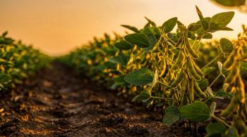 Rows of thriving green soybean plants in a fertile agricultural field at sunrise, illuminated by warm golden light. | Image Credit: © Rowdie - stock.adobe.com