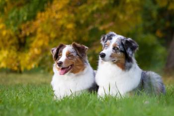 Australian shepherd dog outside in beautiful colorful autumn. | Image Credit: © Evelina - stock.adobe.com