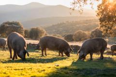 Iberian pigs in the nature eating | Image Credit: © Sergio - stock.adobe.com