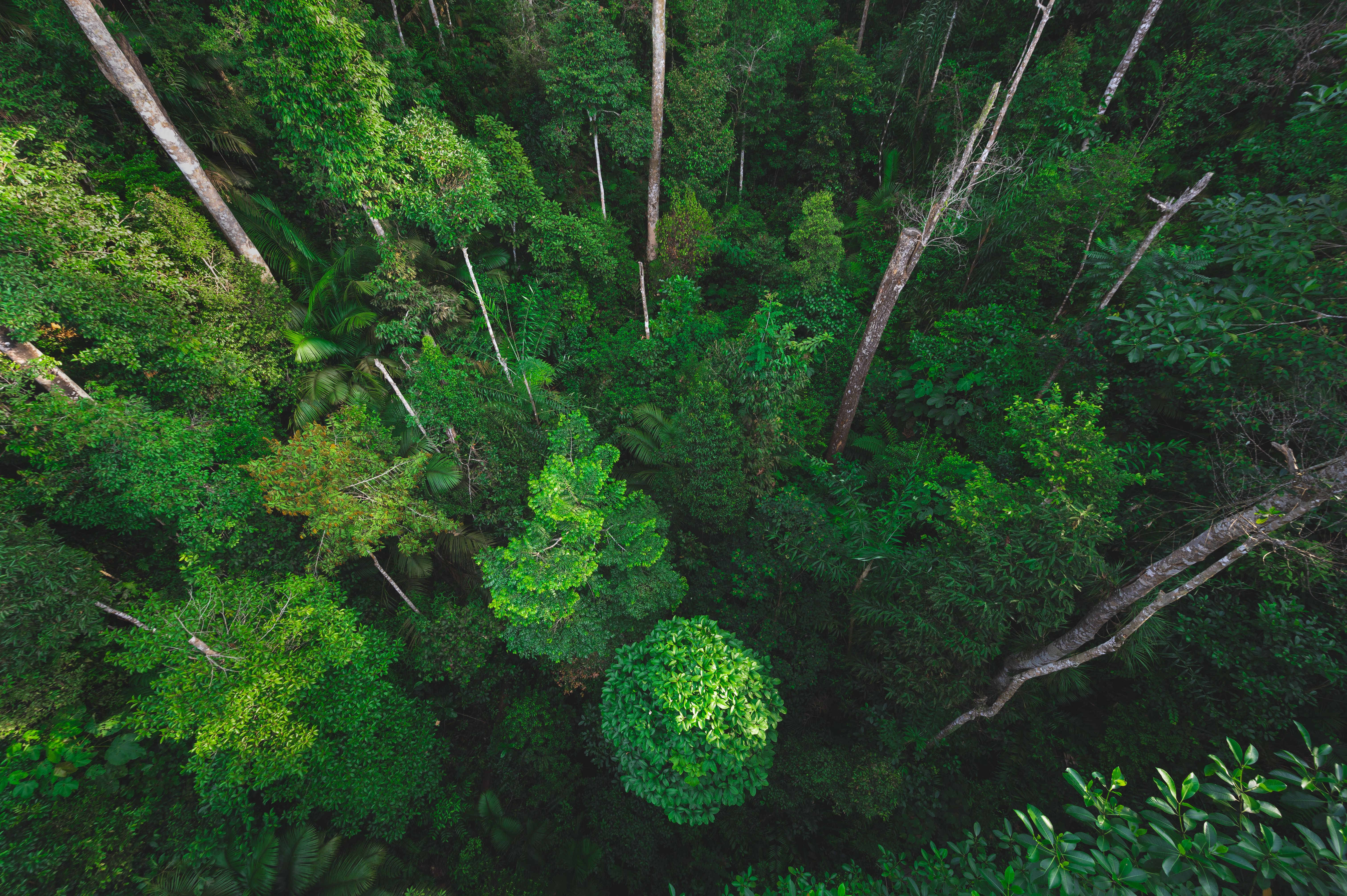 Earth Day eco concept with tropical forest background, natural forestation preservation scene with canopy tree in the wild, concept on sustainability and environmental renewable | Image Credit: © chokniti - stock.adobe.com