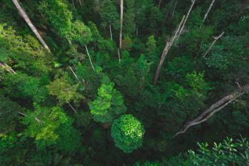 Earth Day eco concept with tropical forest background, natural forestation preservation scene with canopy tree in the wild, concept on sustainability and environmental renewable | Image Credit: © chokniti - stock.adobe.com