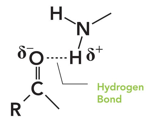 Organic Nitrogen Compounds Vi Introduction To Amides