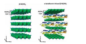 UV–FT-IR Studies on α-Lactalbumin-Infused Nickel Hydroxide Nanoparticles
