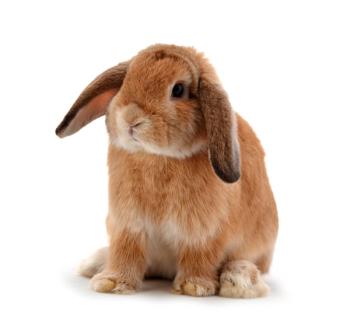 rabbit isolated on a white background | Image Credit: © evegenesis - stock.adobe.com