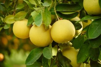 Ripe pomelo fruits hang on the trees in the citrus garden. | Image Credit: © Roxana - stock.adobe.com