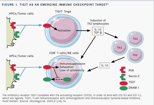 TIGIT as an emerging immune checkpoint target