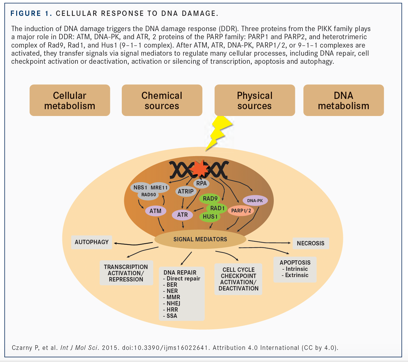 ATR Inhibitor Combinations Begin to Tackle DNA Damage Repair in Solid ...