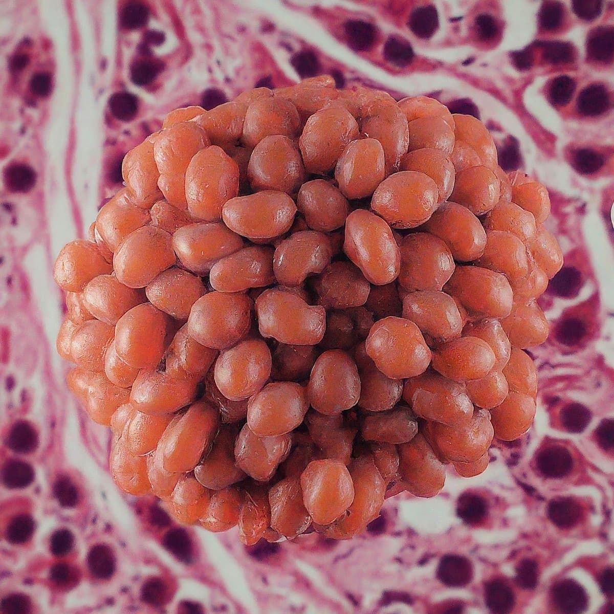glp 1 como se toma GLP-1 y GIP: Las hormonas que están revolucionando el control del peso y la  diabetes