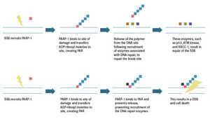 PARP-1 Inhibitors and Their Emerging Role in the Treatment of Lung Cancer