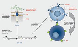 CD19-Targeted Agents Continue to Show Positive Outcomes