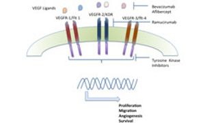Ramucirumab: A Novel Antiangiogenic Agent for Gastric Cancer and Gastroesophageal Junction Cancer