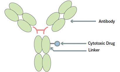 The Potential of ADCs in the Treatment of Breast Cancer