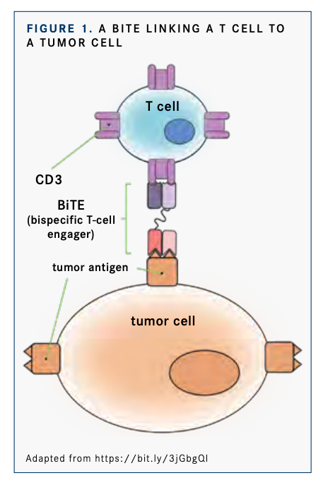 Can Bite Molecules Make Off The Shelf Immuno Oncology A Reality Bispecific T Cell Engager Review 2022