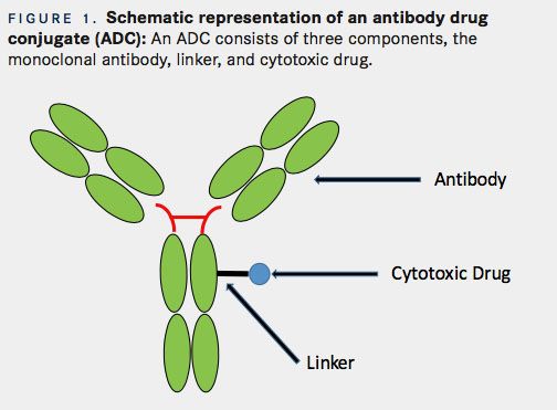 The Potential Of Antibody-Drug Conjugates In The Treatment Of Breast Cancer