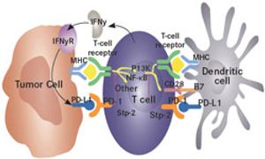 Immune Checkpoint Inhibitors for Renal Cell Carcinoma