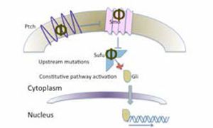 Inhibiting the Hedgehog Pathway for Cancer Therapy