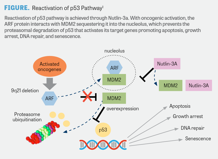 MDM2 Inhibition Marches on Across Cancer Settings