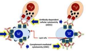 The Emerging Role of Obinutuzumab in the Treatment of B-Cell Lymphoid Malignancies