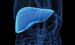 Ramucirumab Misses OS Endpoint for Second-Line Treatment of HCC