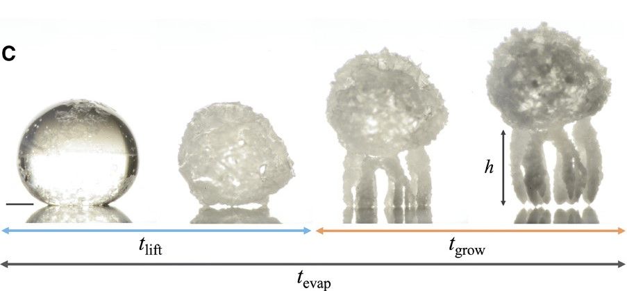 Crystal Infesting ‘Crystal critter’ research has implications for anti-fouling technology