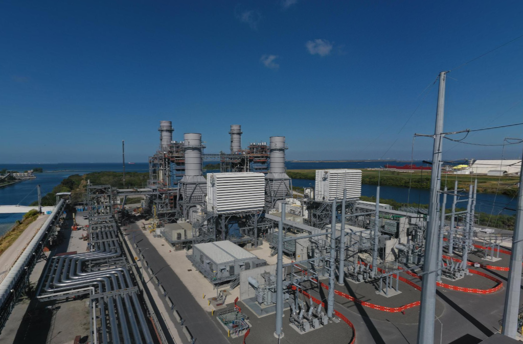 monstera variegata pflanze Monstera albo variegata