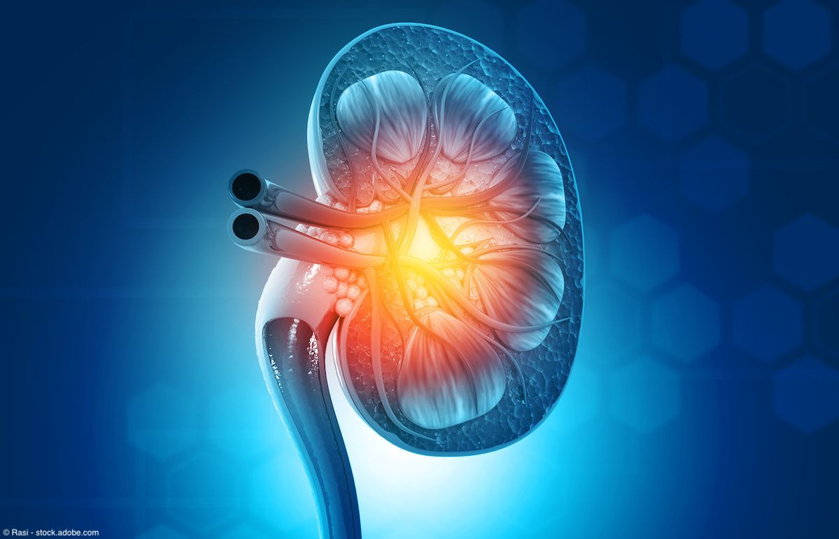 Human kidney cross section on science background. 3d render. | Image Credit: © Rasi - stock.adobe.com