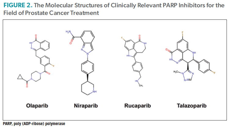 The Molecular Structures of Clinically Relevant PARP Inhibitors for the Field of Prostate Cancer Treatment