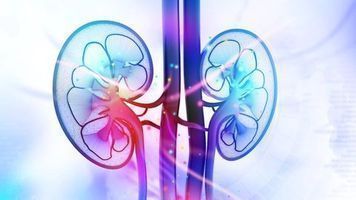 Illustration of human kidney cross section