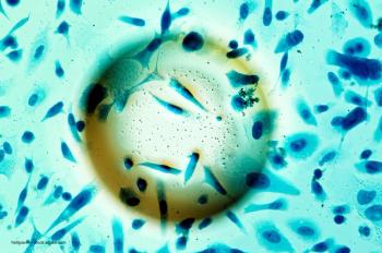 heitipaves - stock.adobe.com